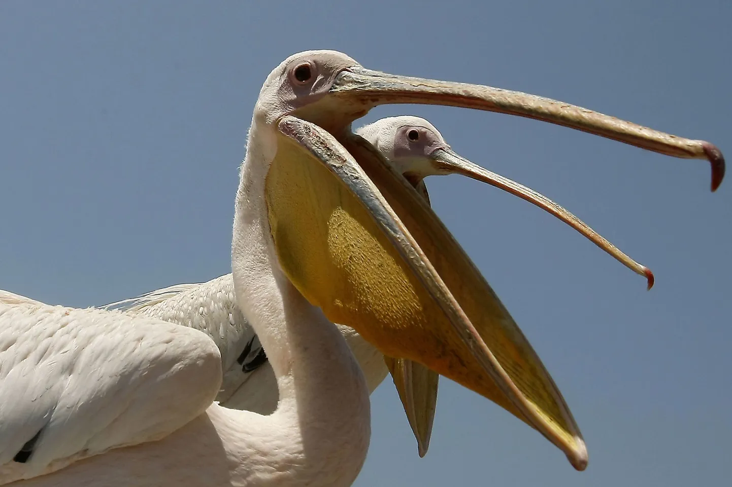 Pelikanid
