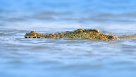 ВИДЕО 18+ ⟩ Крокодил достал со дна реки утонувшего мальчика и принес его родителям на спине