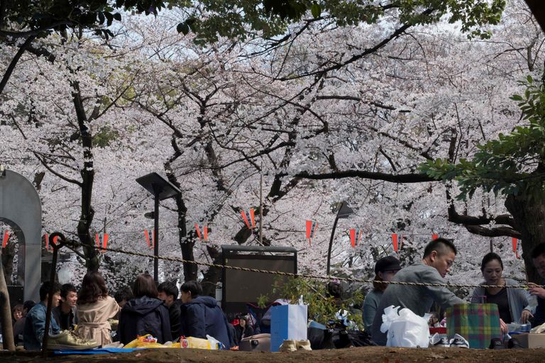 Jaapanlased Tokyo Ueno pargis õitsvate kirsside all pikniku pidamas