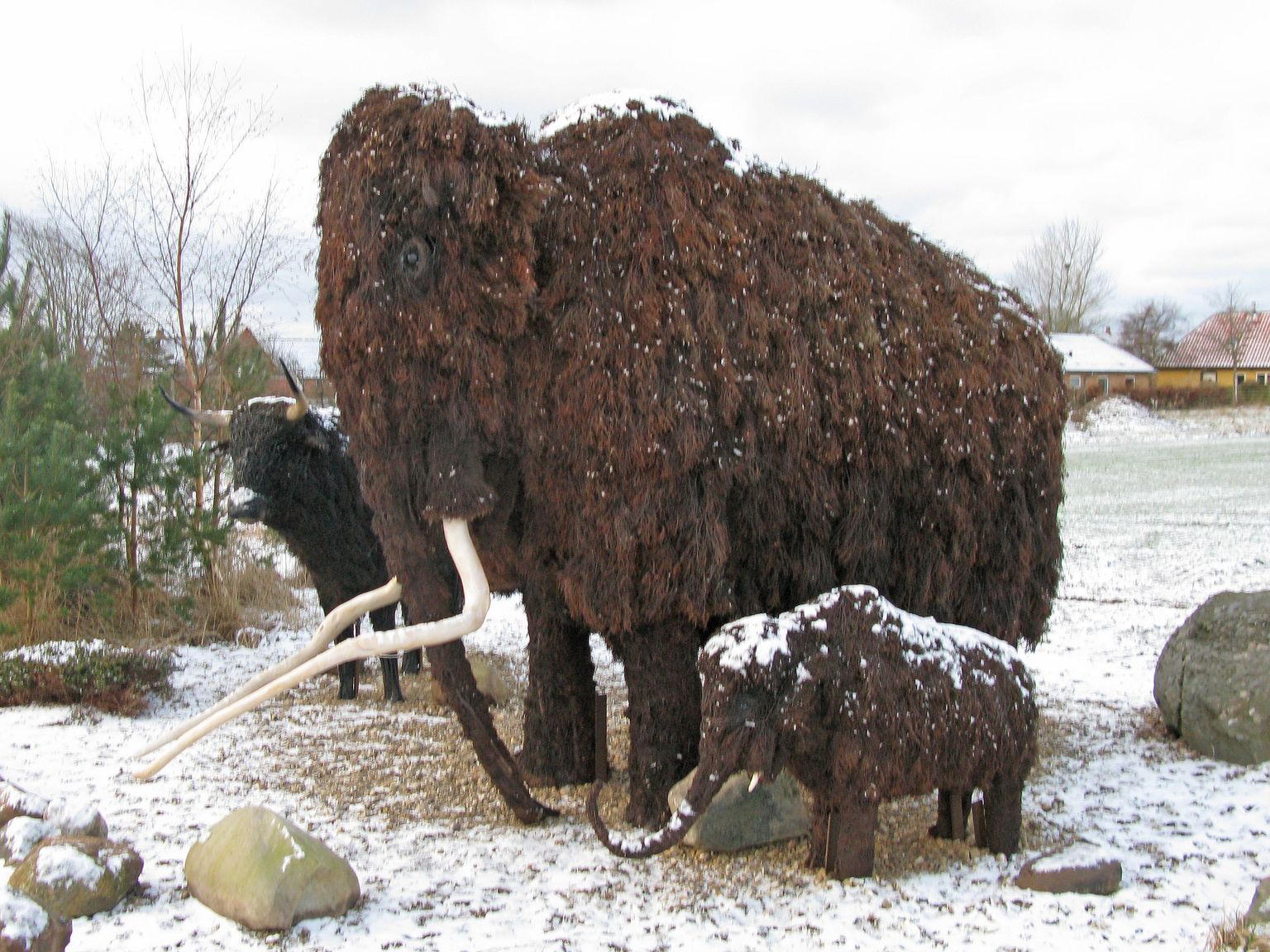 Karvane mammut taanlase kodu lähistel 2009. aasta 16. detsembris. Inimeste igatsus päris mammutite järele on kogetav: mullu septembris kogus idufirma Colossal liigi elluäratamiseks üle 16 miljoni dollari.