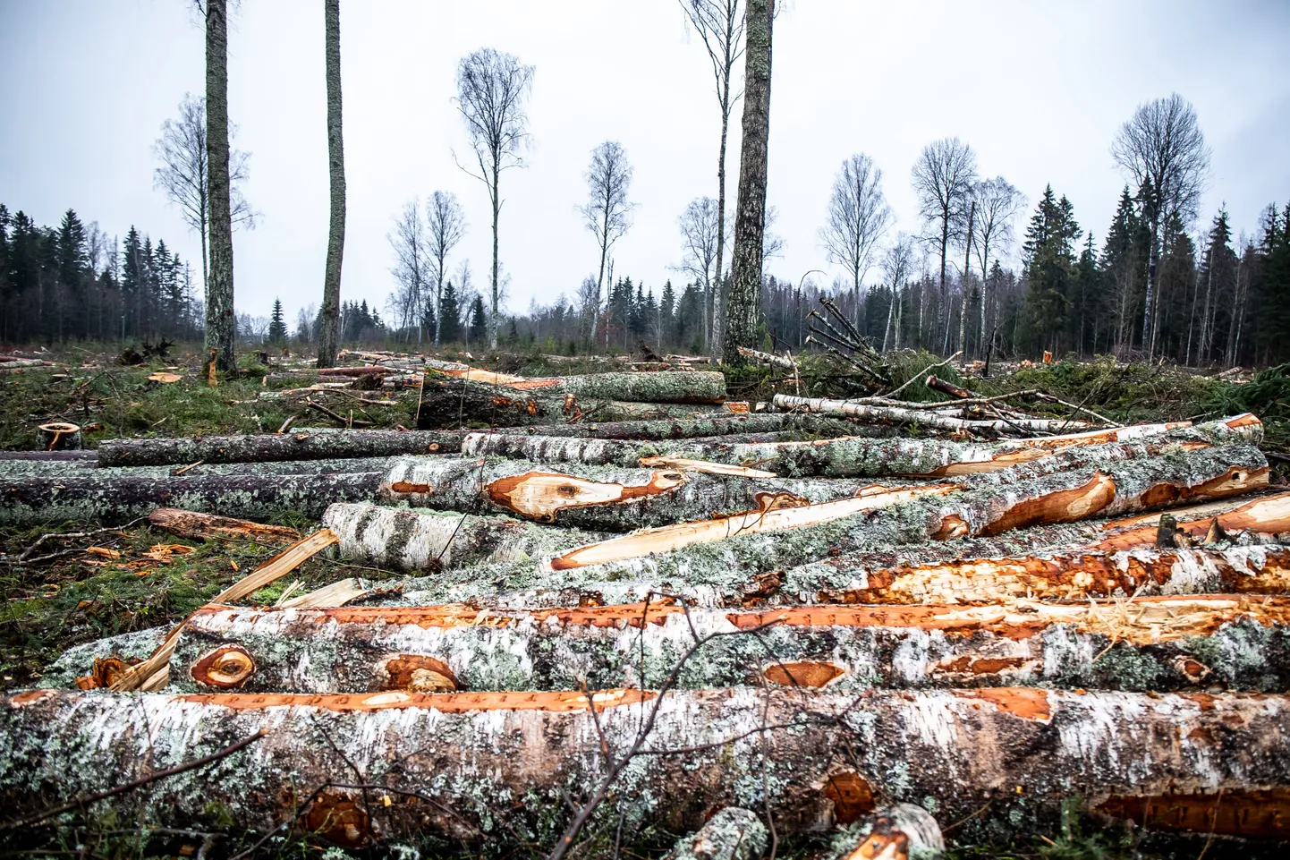 Kose 16.12.2019
RMK raietööd. Lageraie. Mets, raie, 

RMK felling works. Forest, Clearfelling
FOTO:SANDER ILVEST/POSTIMEES