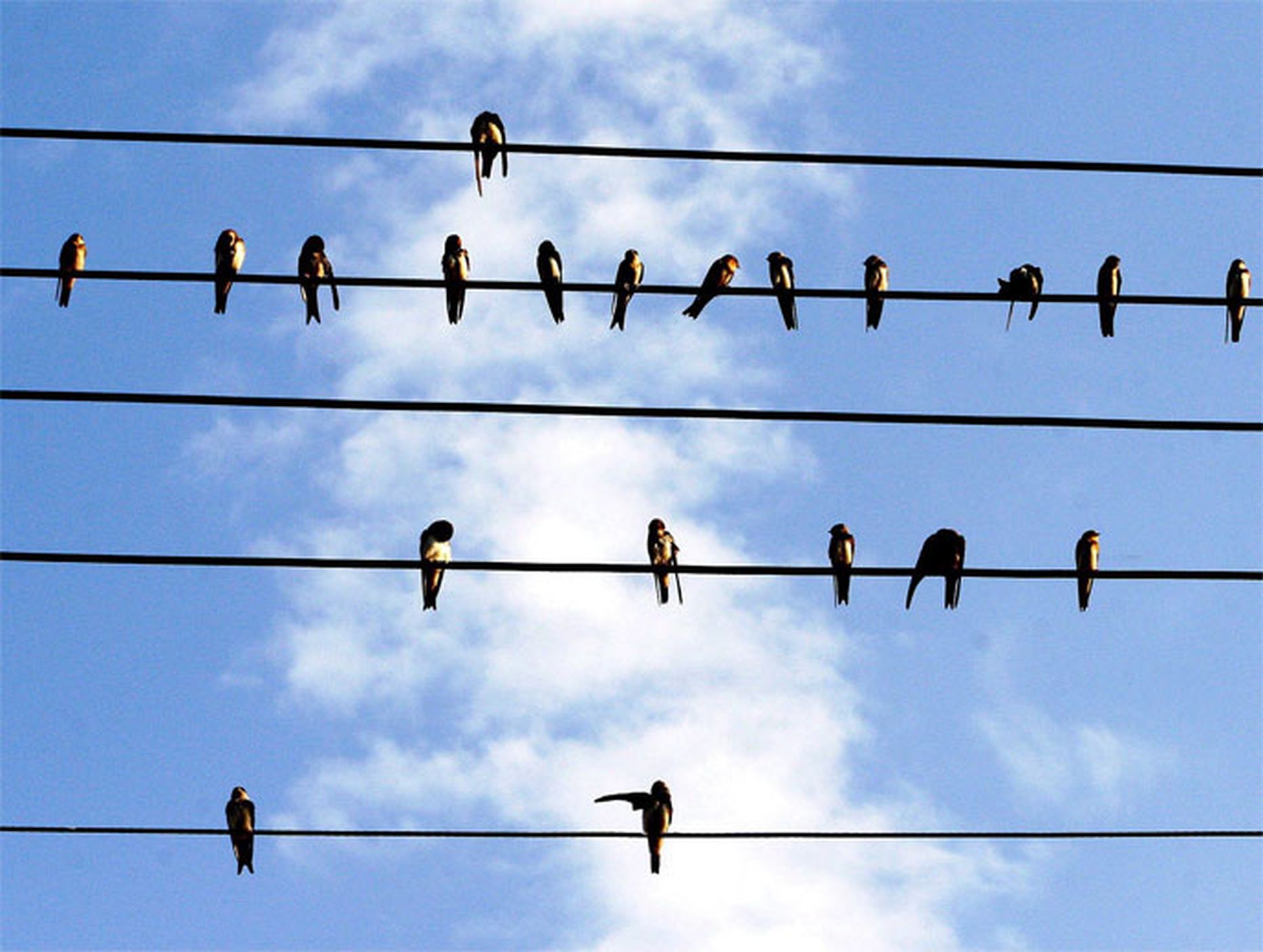 Веселые песни на провода. Птицы на проводах. Птички на проводе. Птицы сидят на проводах. Птицы на электропроводах.