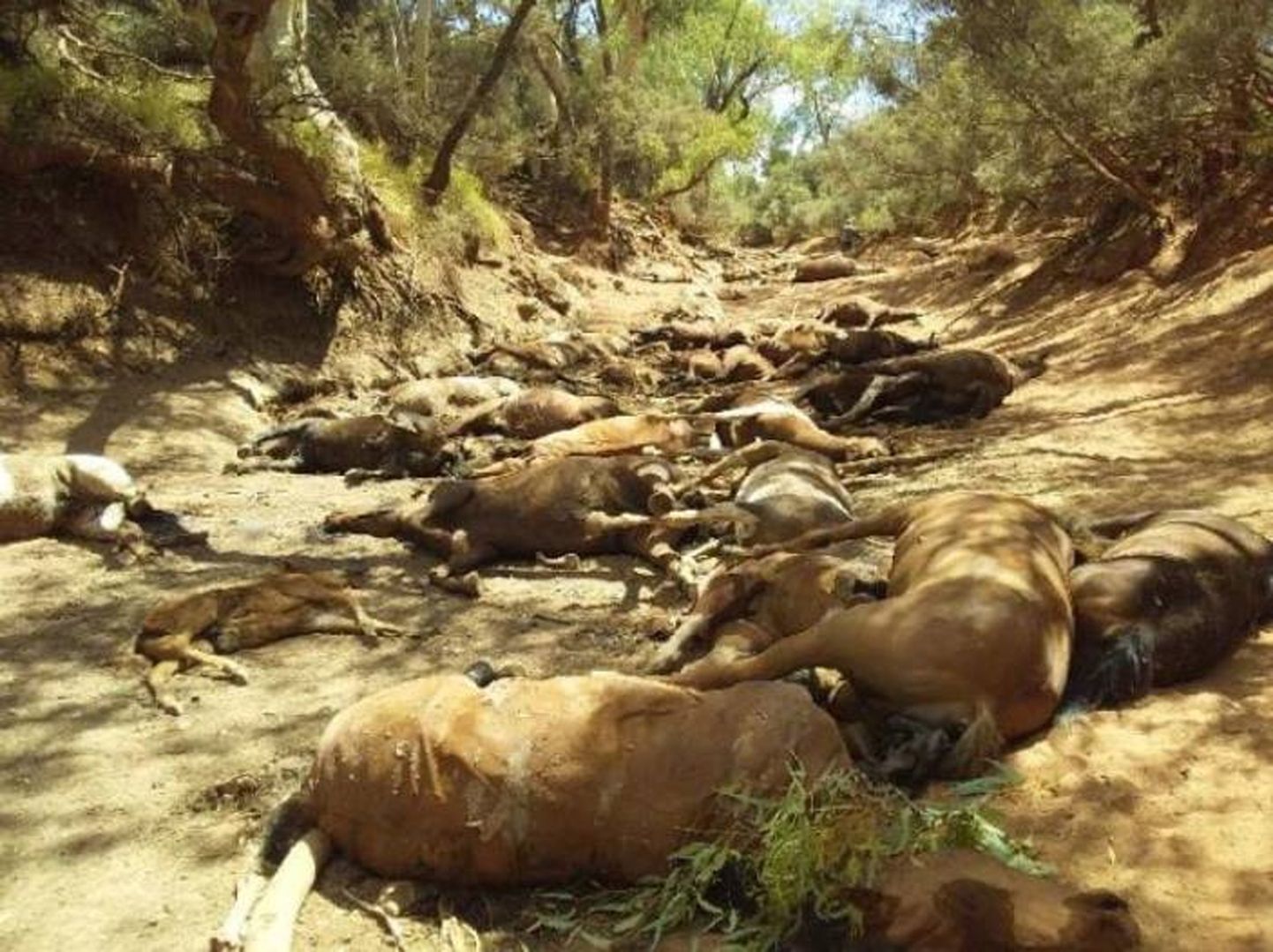 Austraalia kuumalaine põhjustas sajakonna metsiku hobuse hukkumise.