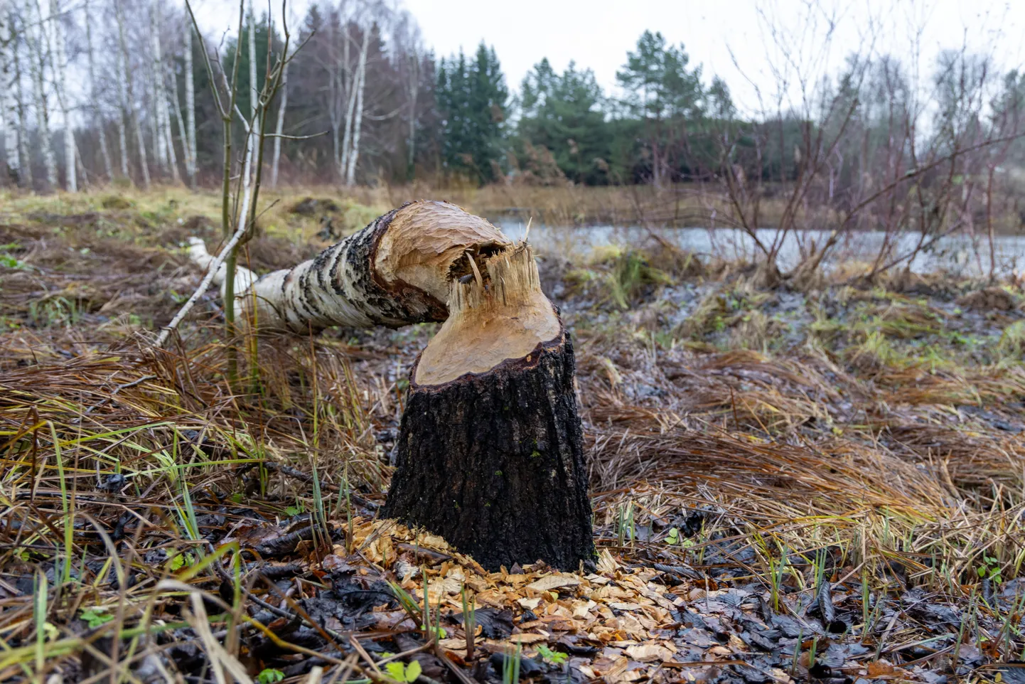 Nii nagu teavitatakse inimesi kopraaukudest, tuleb ka püünise juurde nähtav märgis lisada. Fotol kopra tehtud suur töö.