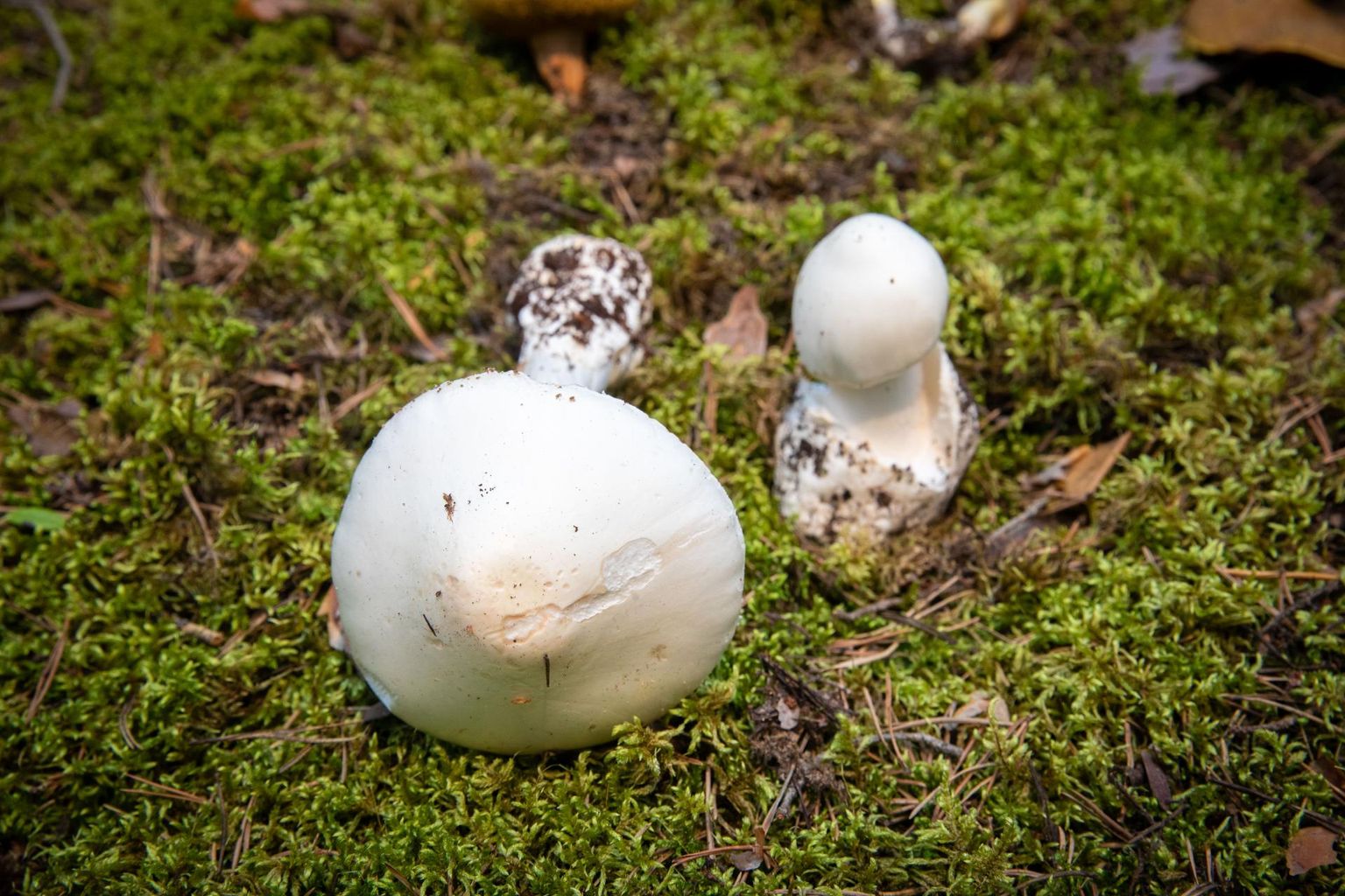 Üks mürgistest seeneliikidest on valge kärbseseen, mille söömine on suisa eluohtlik.