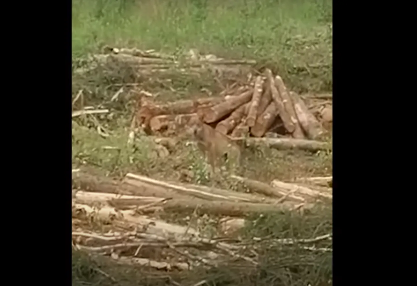 Raksta foto
