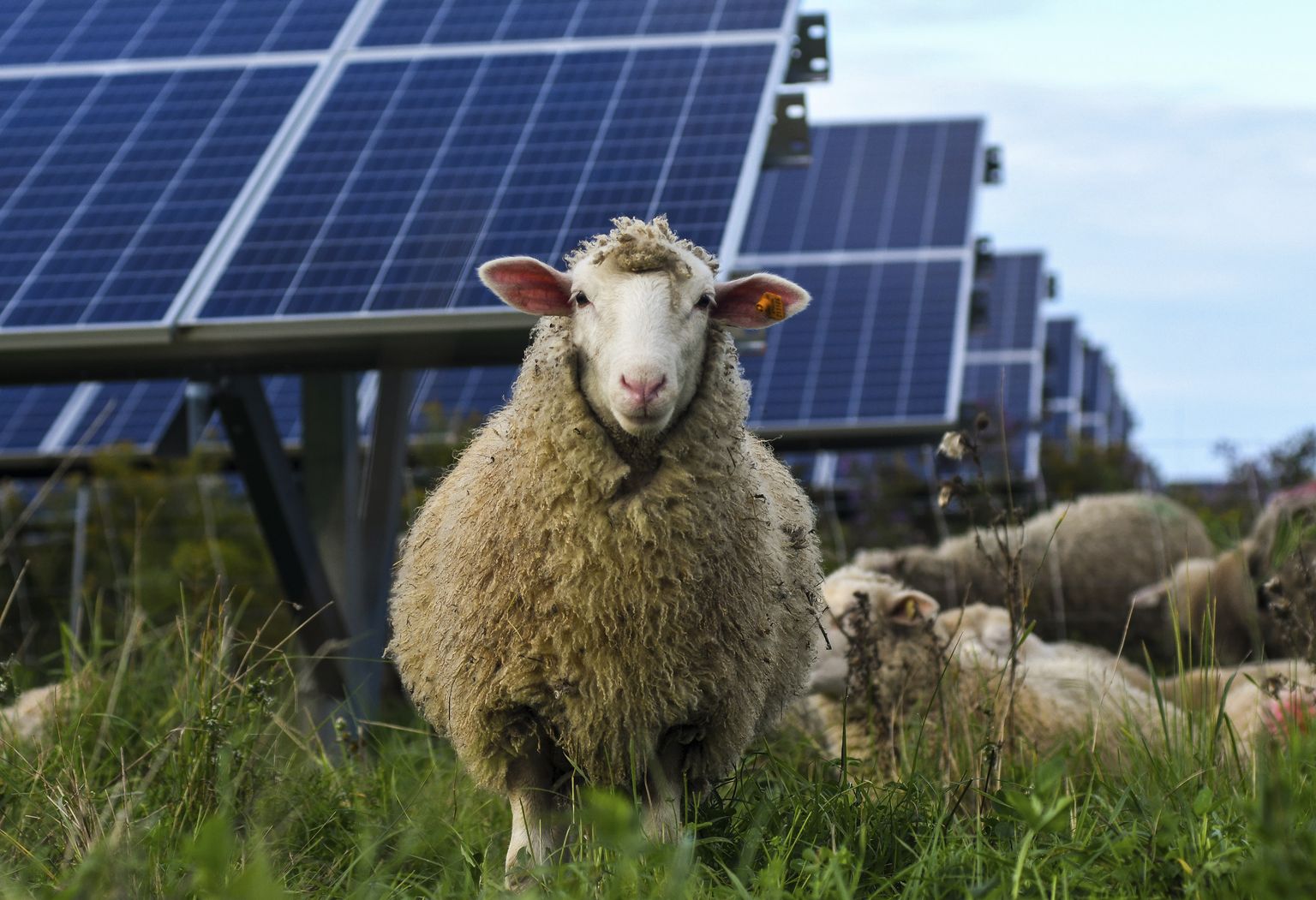 Pildil olevad lambad on küll New Yorgi osariigist, kuid ilmselt on ka nemad õnnelikumad, kui saavad päikesepaneelide varjus puhata, nagu selgus California lammastega läbi viidud teadusuuringust.