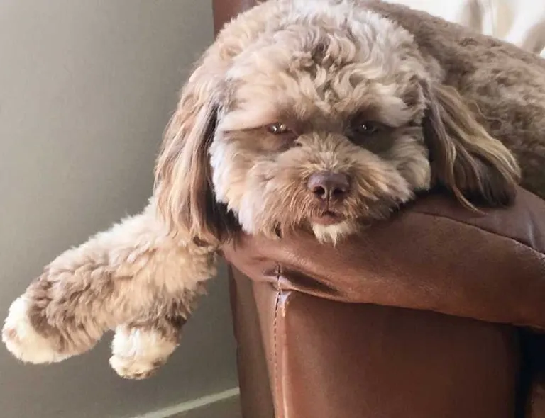 Shih-poo Yogi