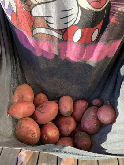 Ka potipõllumees võib juba kartuleid võtta.