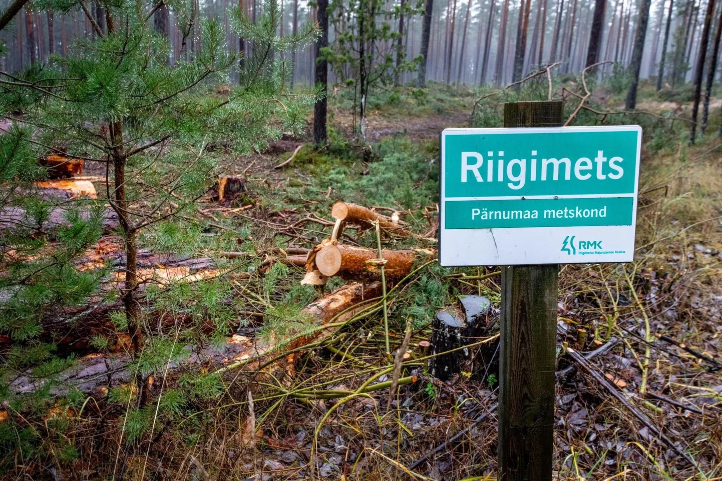 Romantilise rannatee ääres alanud raie vastu alustasid kohalikud võitlust novembri keskel – osaliselt edukalt, sest novembris väljastatud metsateatiste kehtivus peatati.
