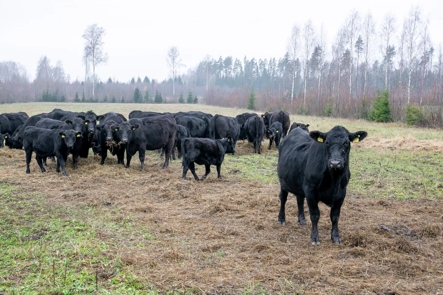 Ühtset head õpetust, kuidas lihaveisekasvatust praegu korraldada, ei ole kellelgi.