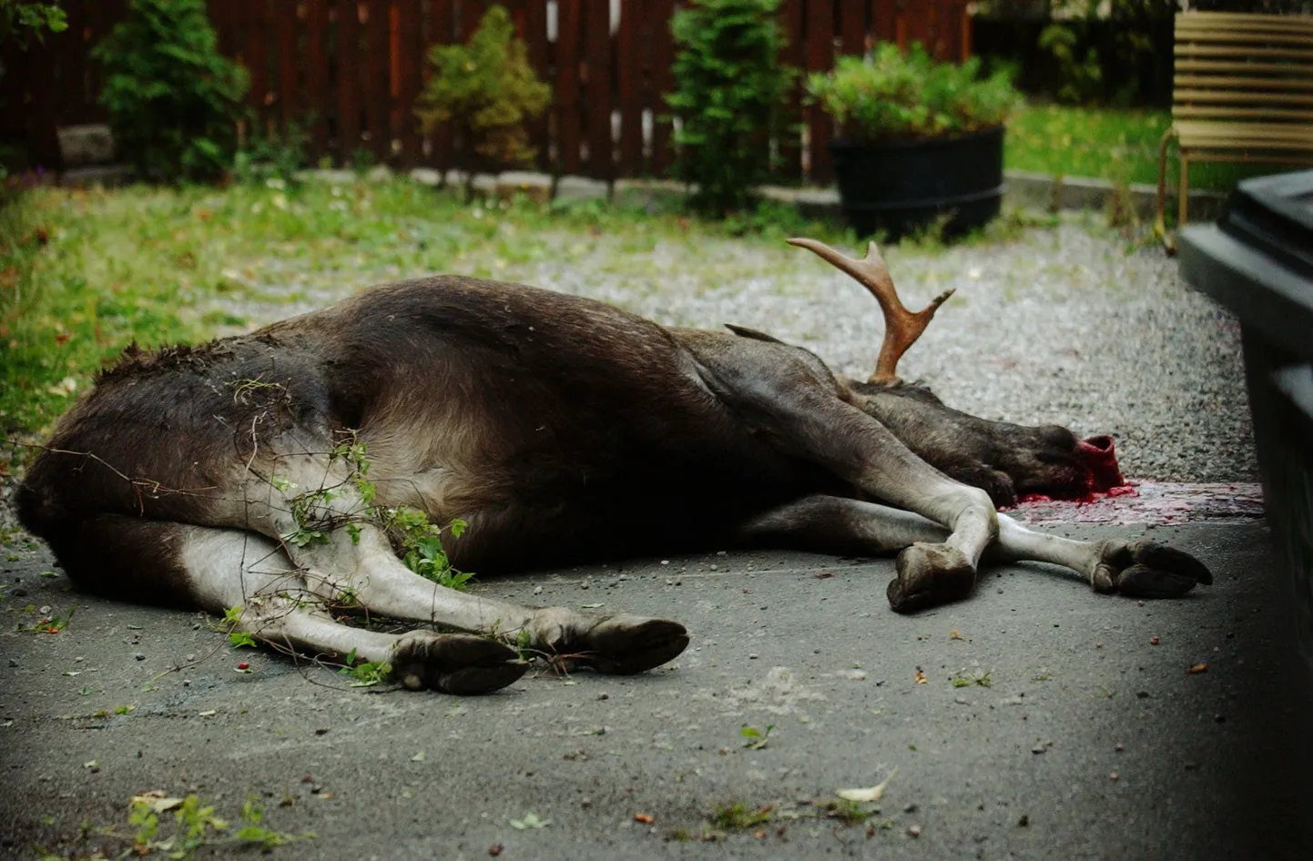 Norras leinatakse kuulsat valget põtra