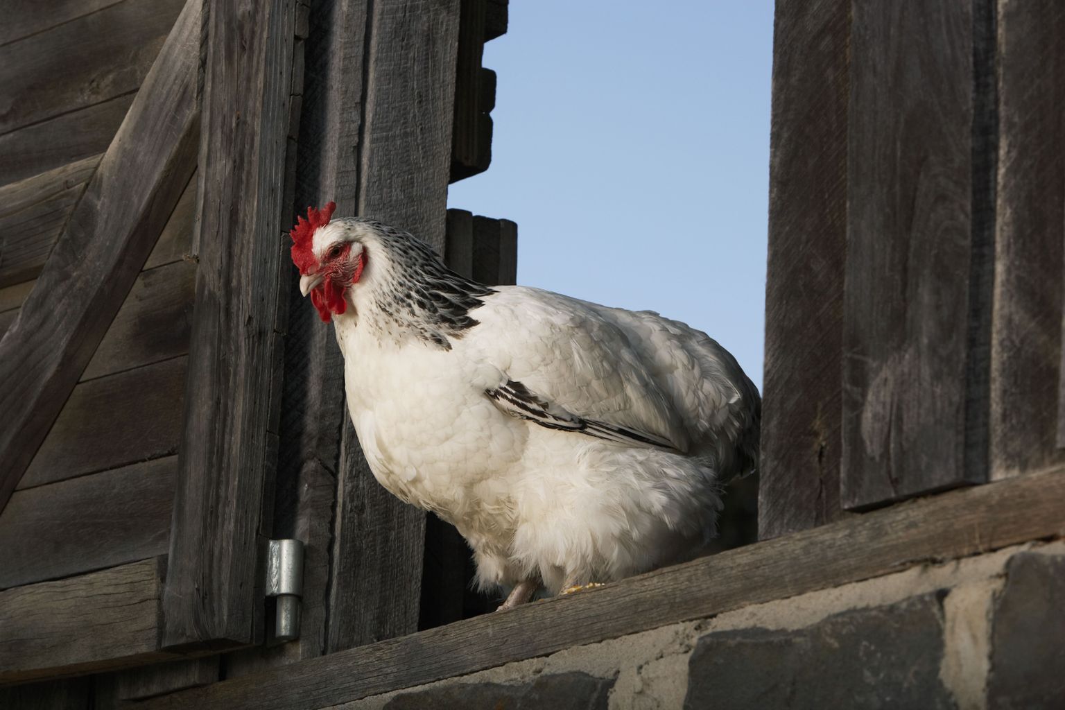 Kanu hakati Euroopas rohkem sööma umbes 1000 aastat tagasi, kui katoliku kirik paastumise kohustuslikuks muutis.