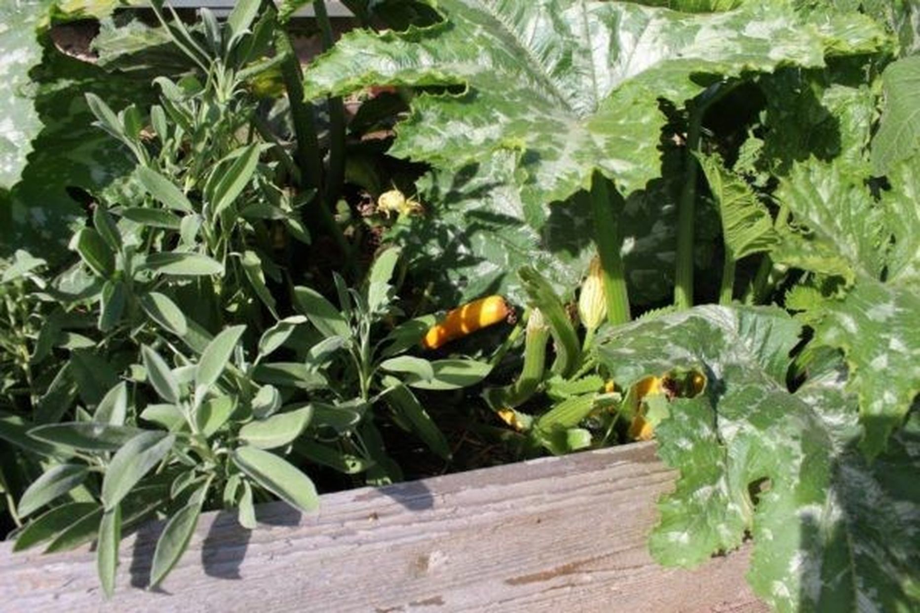 Kasulik on kasvatada koos eri taimi, näiteks köögiviljade vahele maitsetaimi istutada.