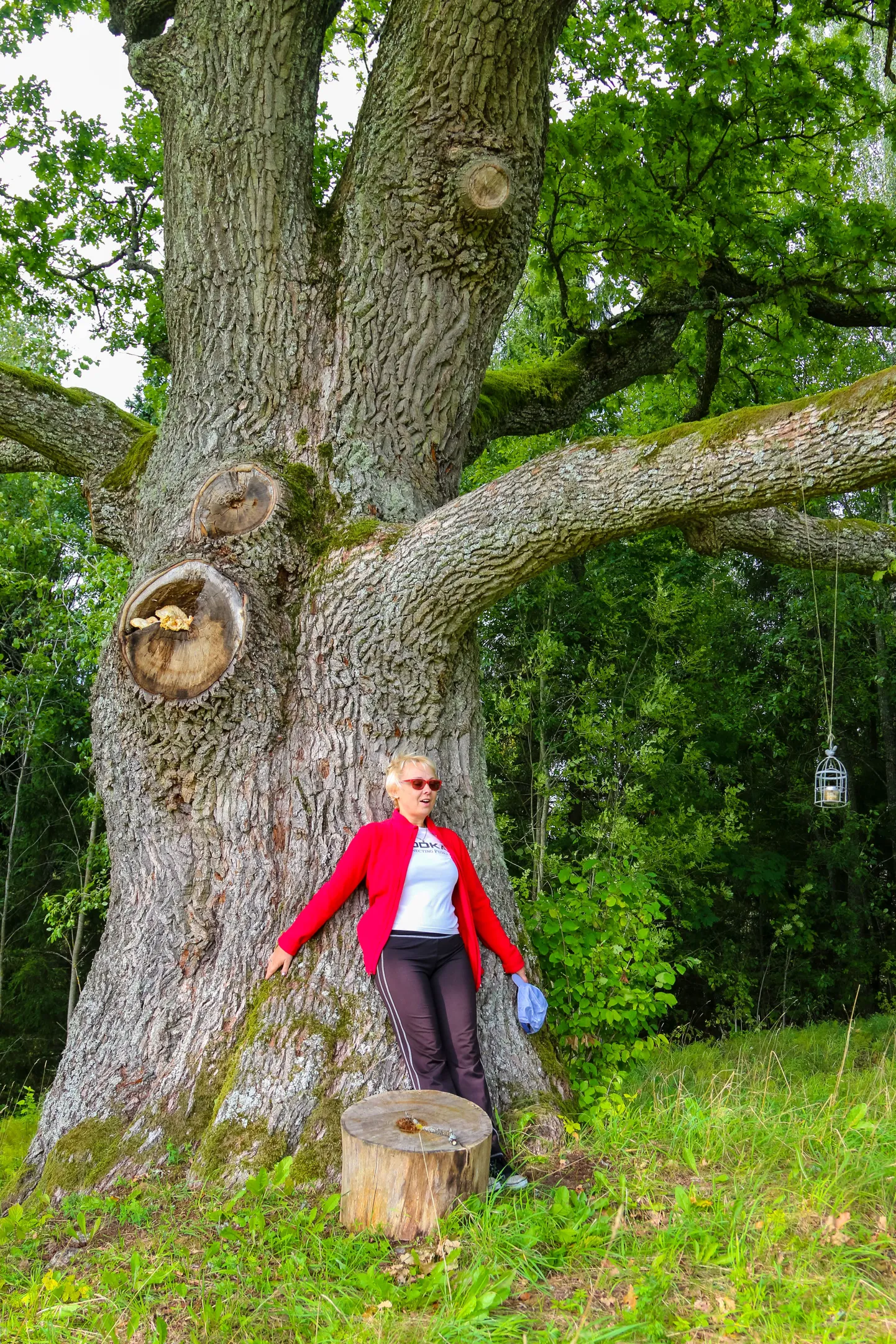 Tamme rinnasümbermõõt on viimase mõõtmise andmetel 530 sentimeetrit ja kõrgus 22 meetrit, mis asetab ta kindlalt Lõuna-Eesti võimsaimate puude hulka. Kiisatamme perenaine Tuuli Merimaa teab, et ennevanasti olnud siin hiiemägi.