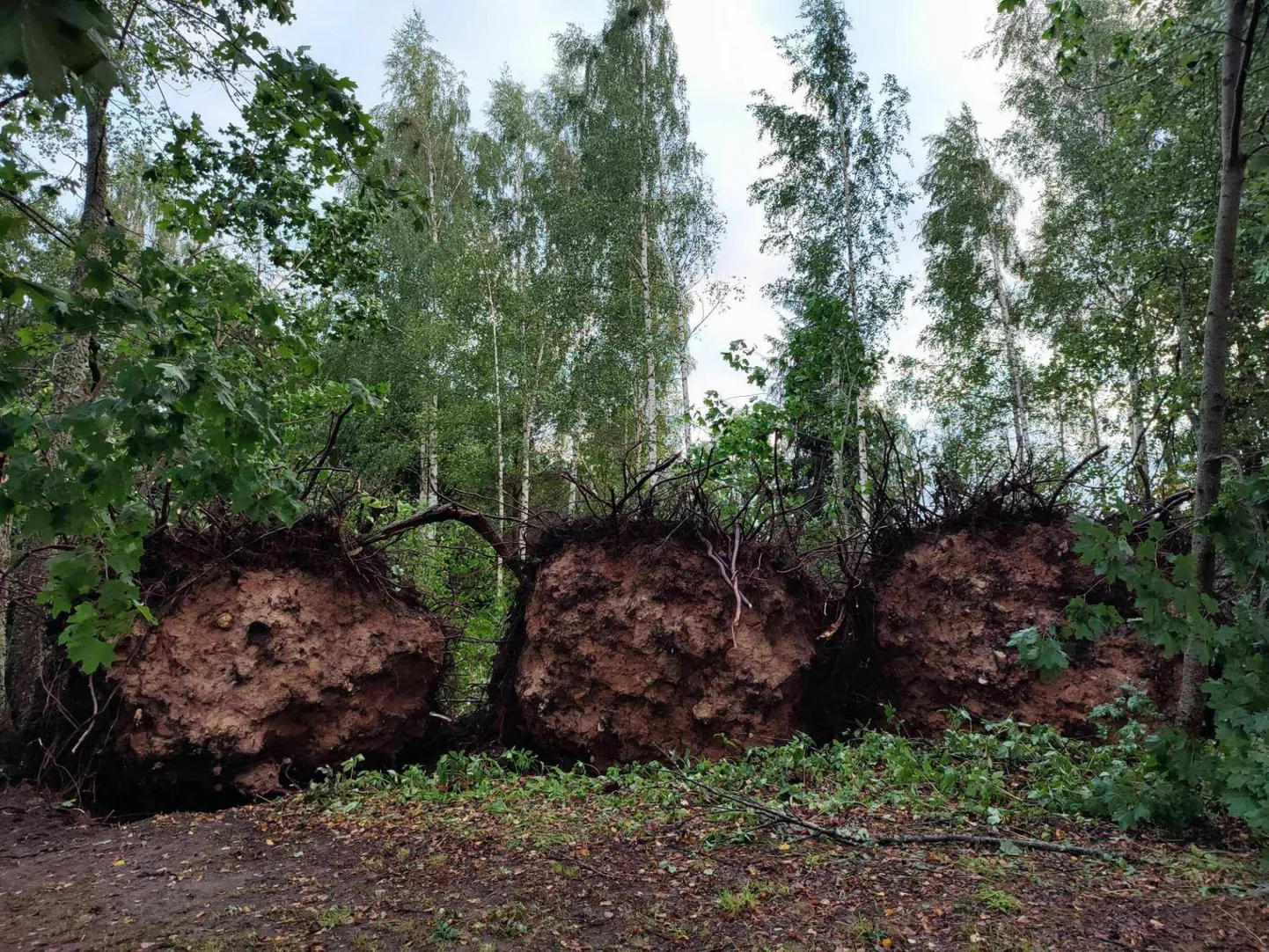 Äikesetormi tagajärjed Põlva vallas Voorekülas.