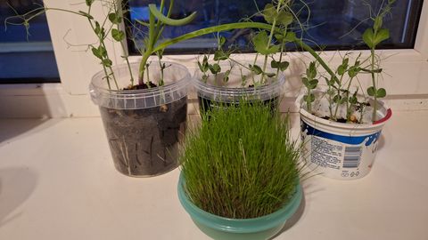 ÜLESKUTSE ⟩ Võrsed klaviatuurist ja taimed boileri peal. Näita oma taimebeebisid ja võida pääse Maamessile!