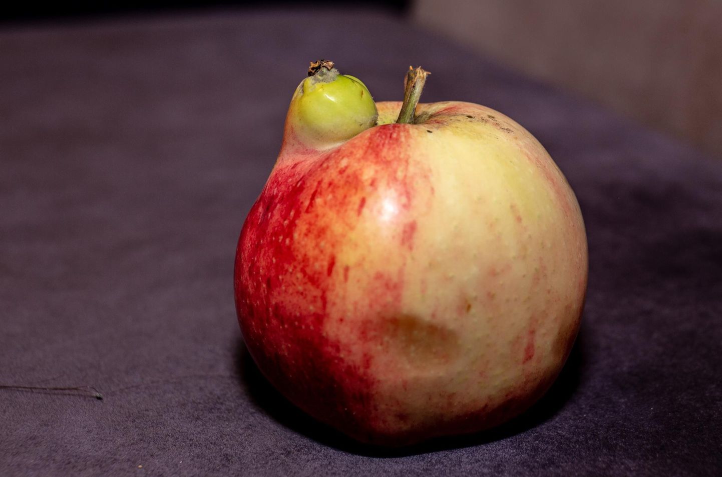 Õun, mis on kasvatanud endale tillukese kaksiku.