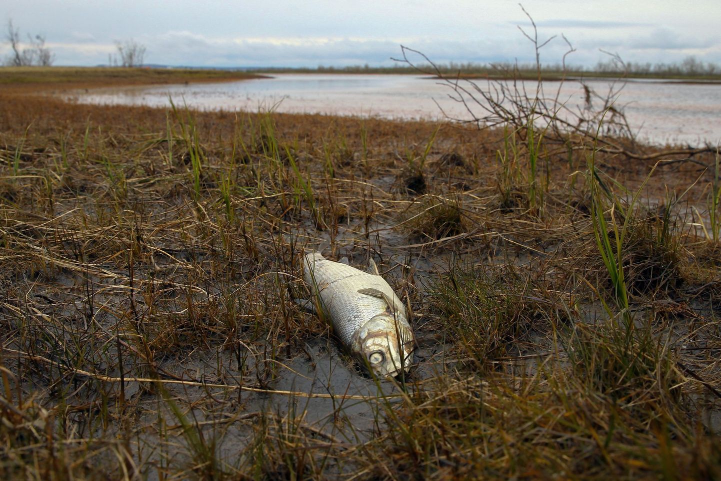 Surnud kala Ambarnaja jõe kaldal.