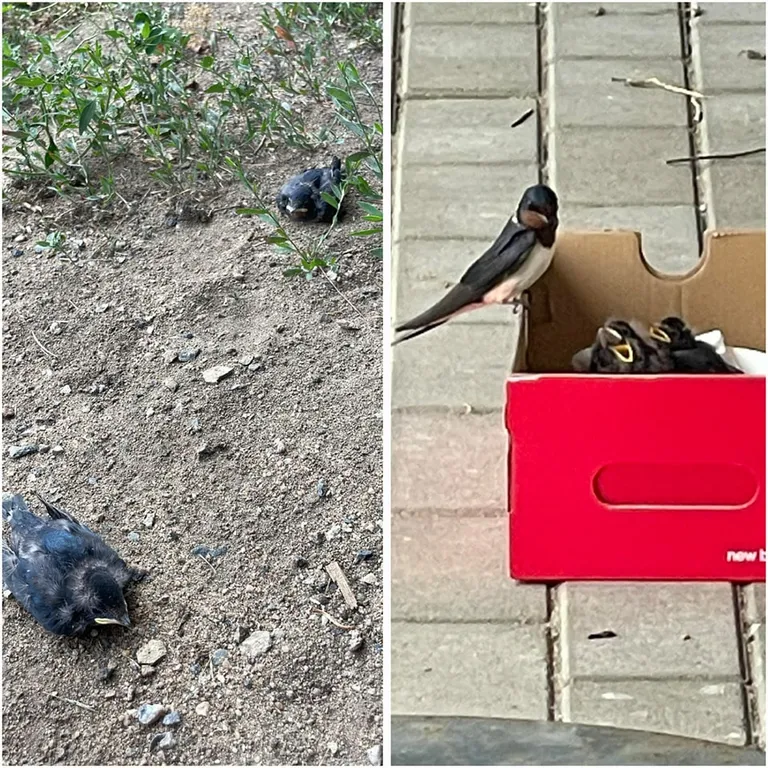 Päästetud suitsupääsukese pojad.