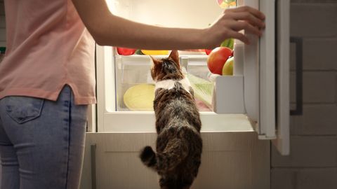 OHTLIK SELTSKOND ⟩ Millega said hakkama külmikut fännanud kass ja ilusalongis lustinud tšintšiljad?