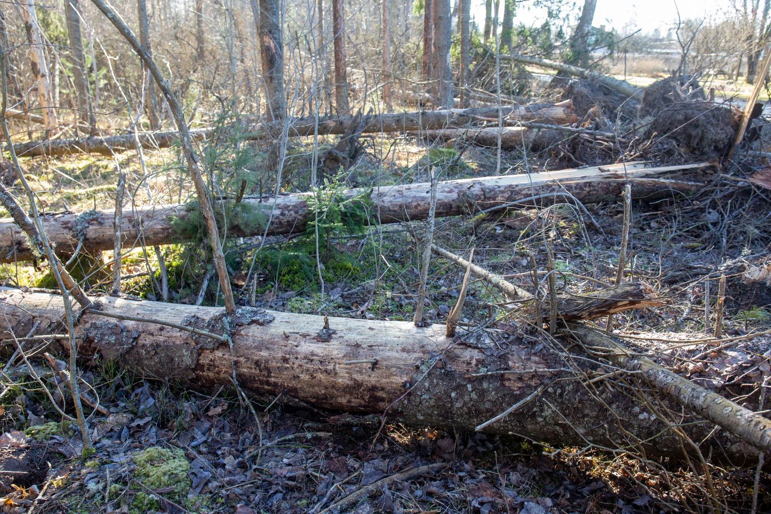 Kunagise keskkonnaministri arvates võiks lubada Eesti inimestel kuivanud või mahalangenud puid riigimetsast ise koristada ja nõnda endale küttepuid varuda.