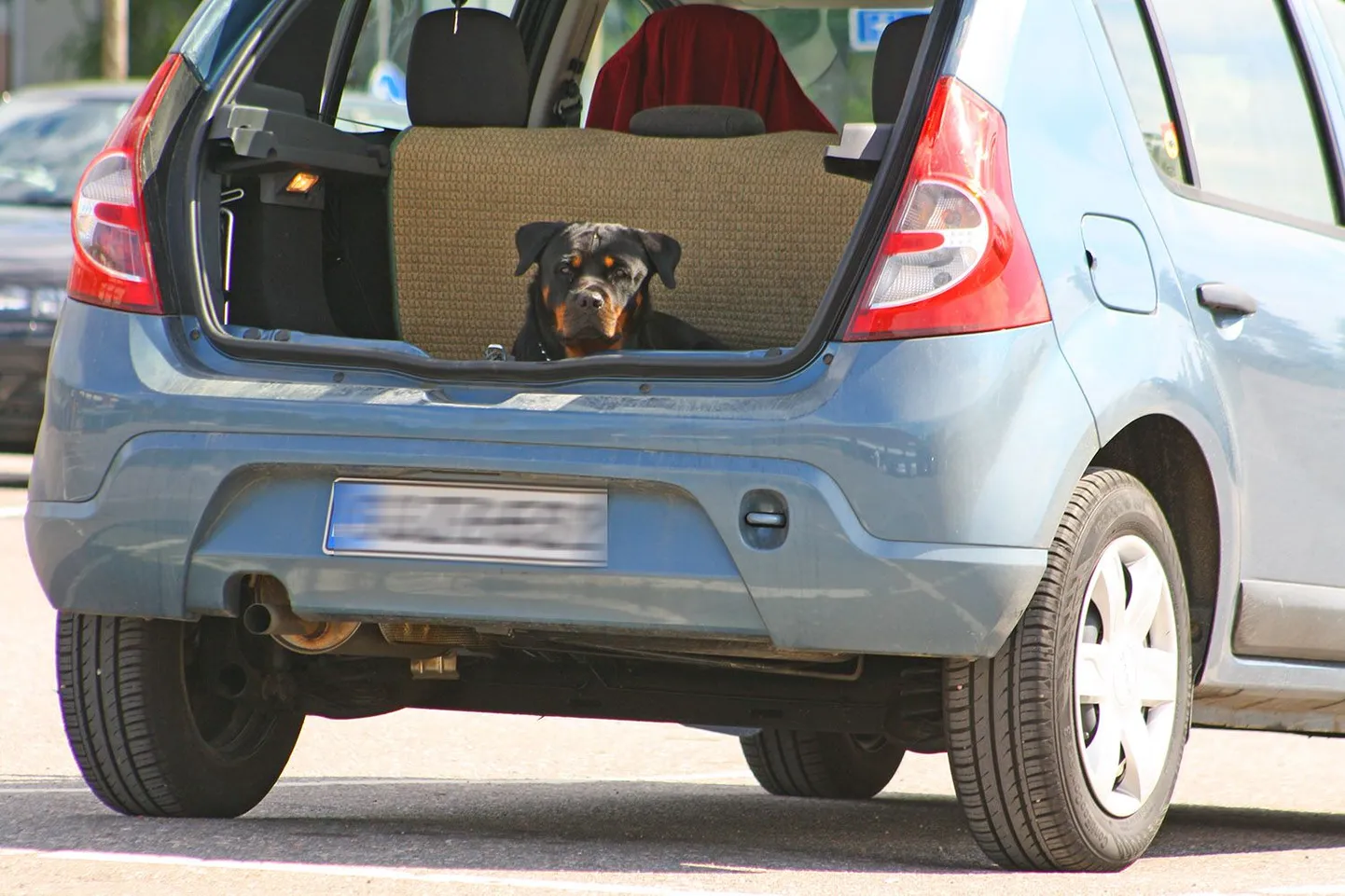 Selle koera peremees on olnud auto juurest lahkudes ettenägelik - auto tagaluuk on jäetud piisavaks õhuvahetuseks avatuks. Kinnises ja umbses autos ei peaks koer kaua vastu. Foto on illustratiivne.