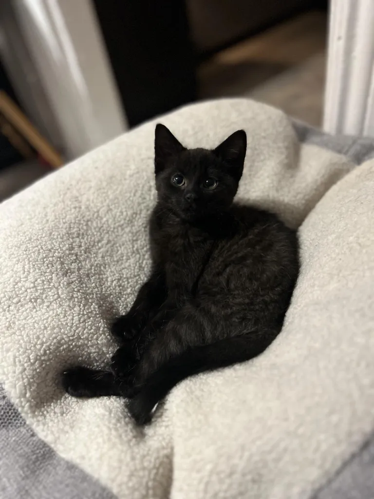 Kassipoeg Luna uues kodus.