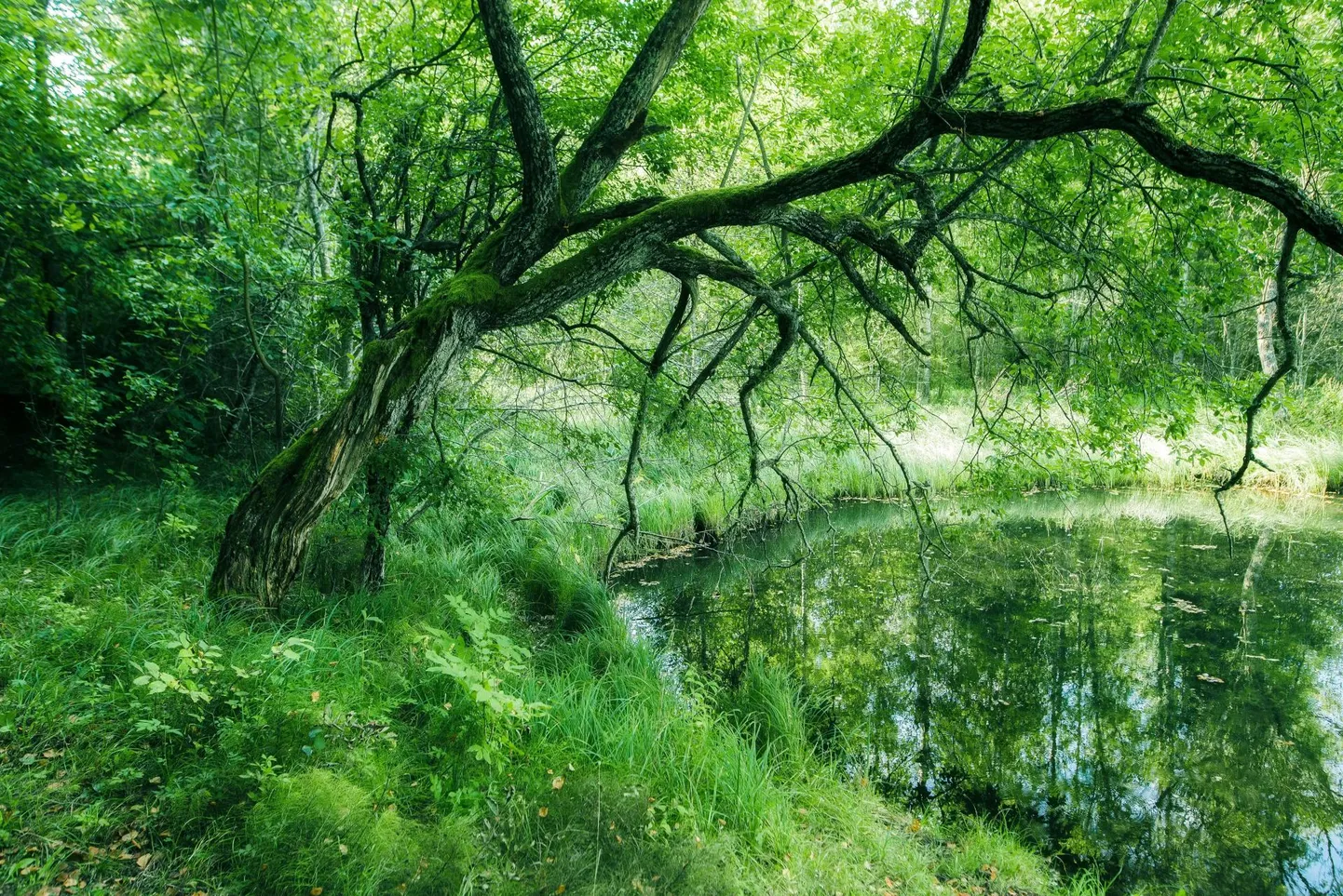 Hiite kuvavõistluse tervise auhind foto "Kummardus siniallikale" eest, mis on tehtud Intsu siniallikast, läks 2020. aastal Viljandimaale.