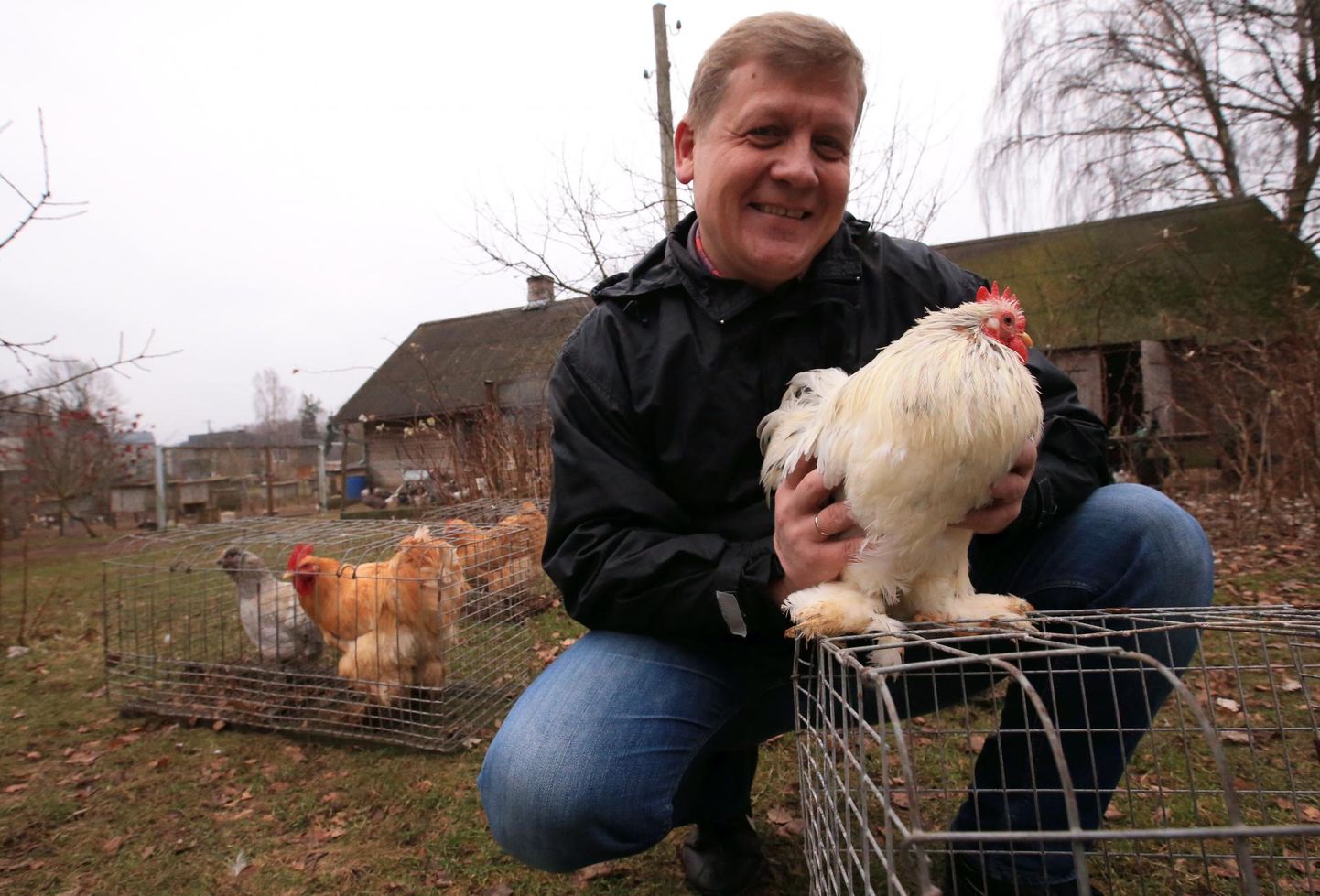 Kuke ja viis kana jõuluks Tartu jõulukülla saatva Kasealuse talu peremehe Ivar Dubolazovi lemmiktõug on kääbuskotšinid.
