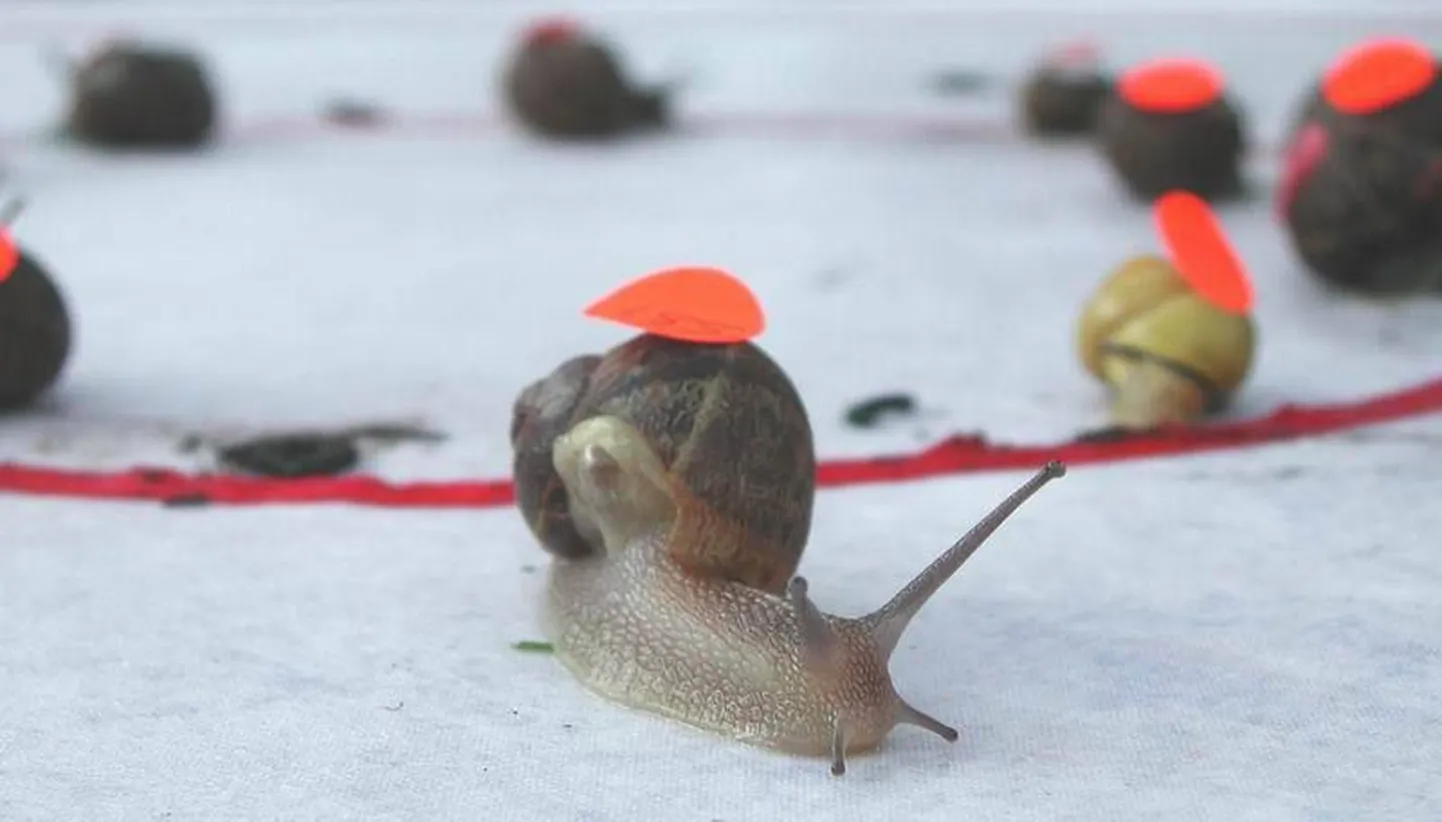 Tigude võidujooks