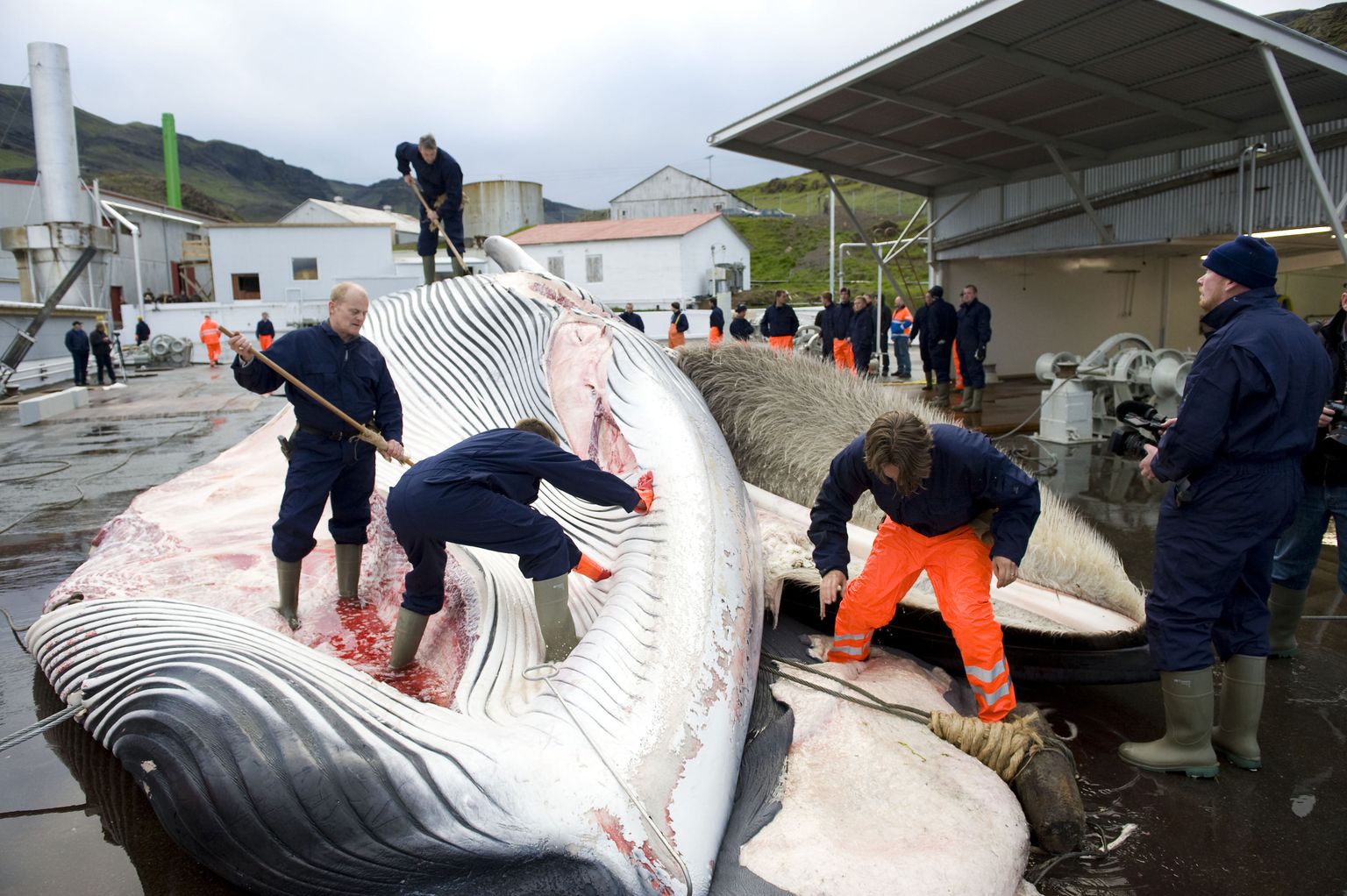 Islandi vaalapüüdjad lõikamas lahti heeringvaala 2009. aastal.