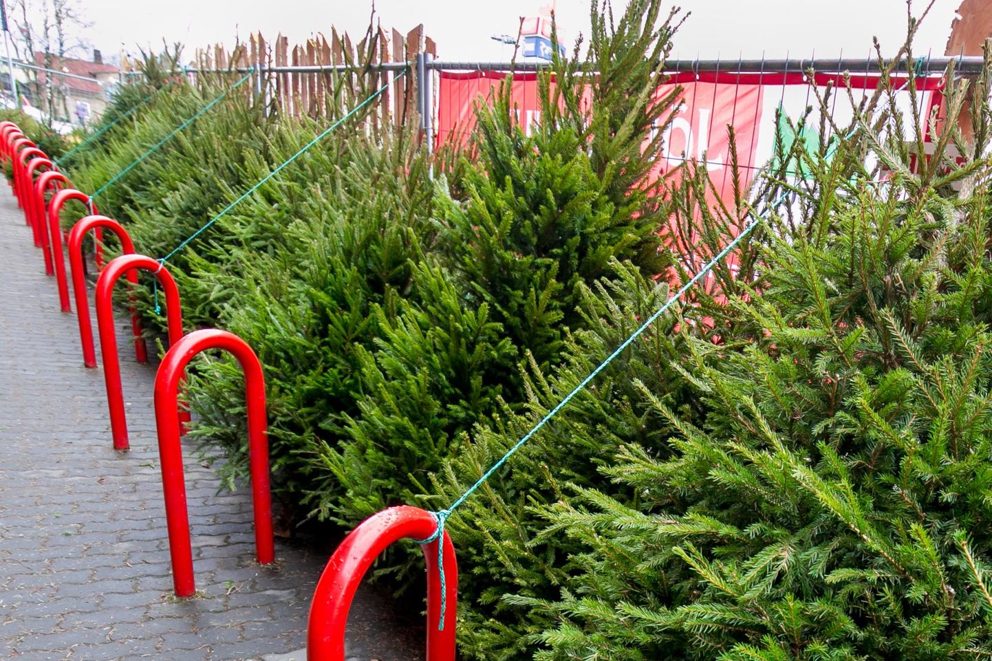 Inimestele tuleb müügiplatsil sageli selgitada, et jõulupuud ei tule metsast, vaid istandusest.