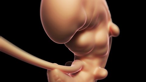 Sedasi näeb välja kuune embrüo. Sedasi näeb välja kuune embrüo.
