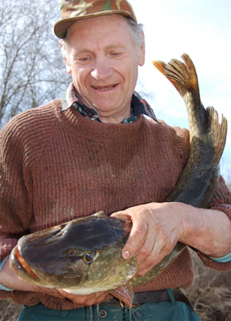 Jāņa Rāvas rokās spārdās kārtējā līdaku māte. Tās svars sasniedz kilogramus sešus