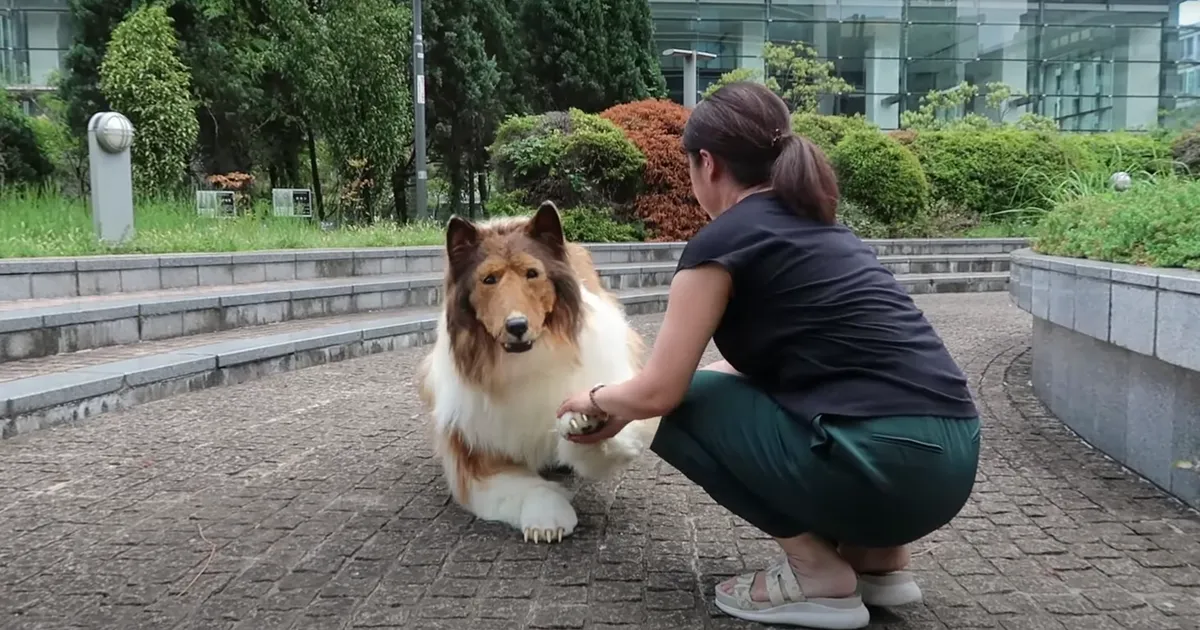 koeraelu-jaapanlane-ostis-13-000-euro-eest-kolli-kost-mi-ja-elab-n-d