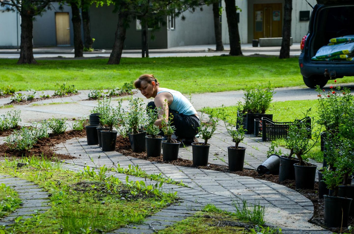 Lilleistutajatel on Pärnu parkides ja tänavatel käed-jalad tööd täis. Arhiivifoto.