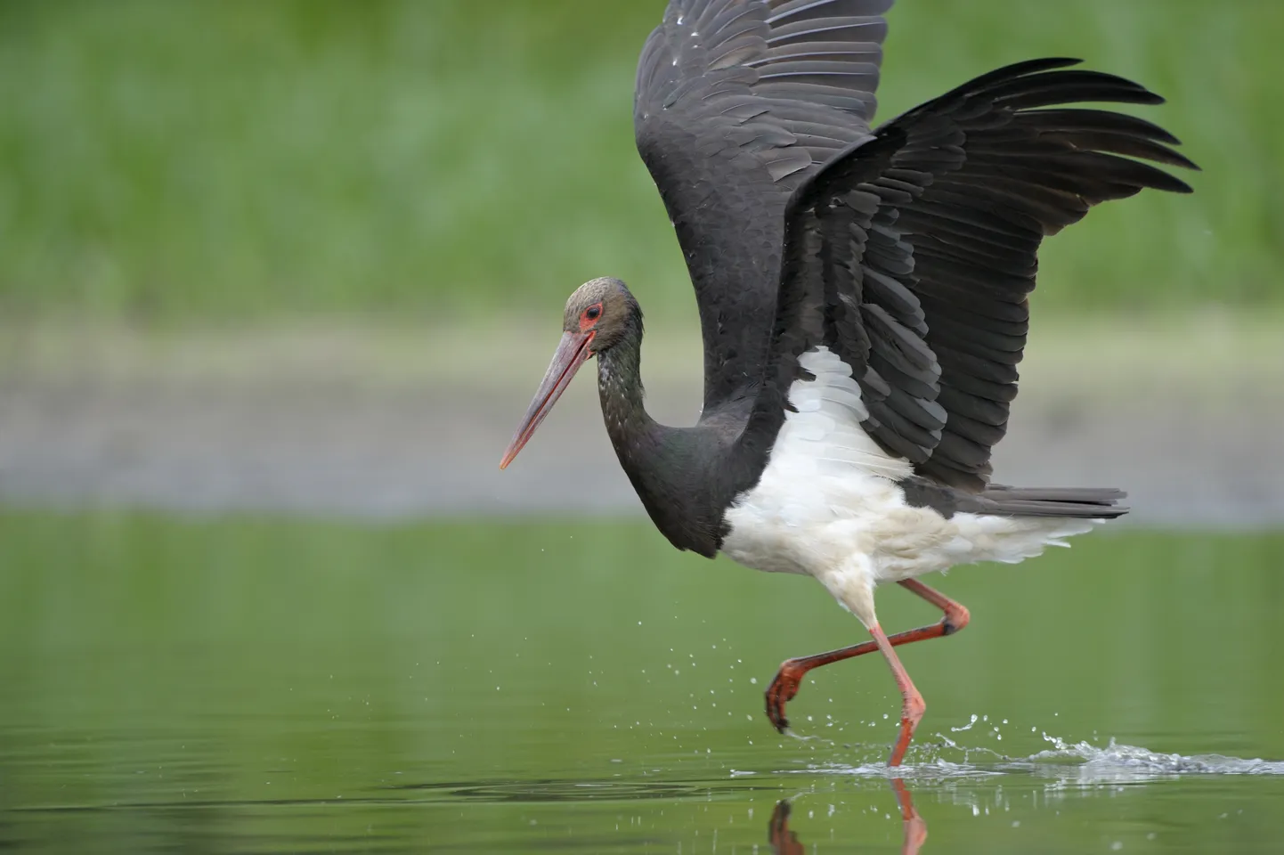 Must-toonekurg (Ciconia nigra)