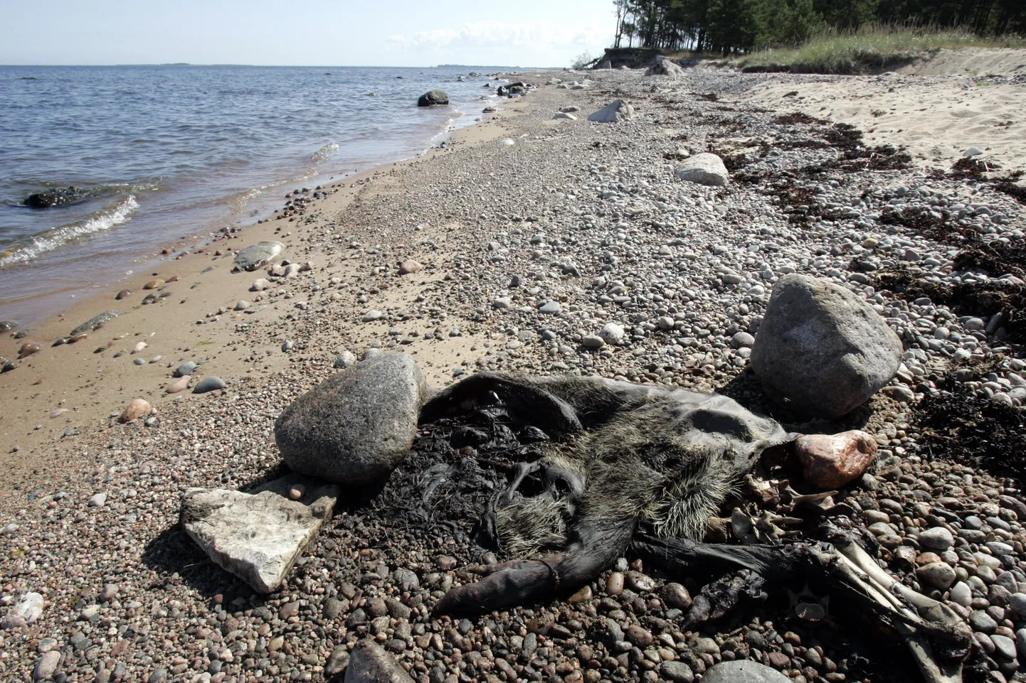 Rannas mädanev Metssea korjus.