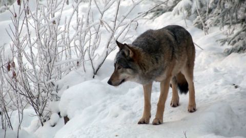 В Белоруссии волки загрызли собаку: местные опасаются нападений на людей
