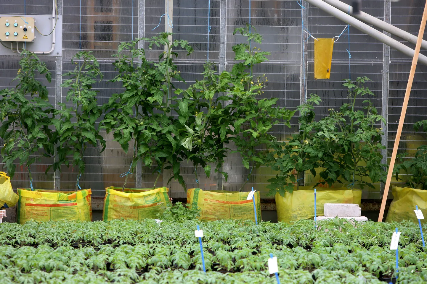 Tomatitaimed Jõgeva Sordiaretuse Instituudis.