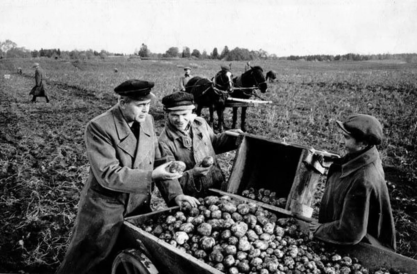 Nii nägi välja kartulivõtt kolhoosis 1950. aastatel. Šefina lõi usinalt kaasa ka akadeemik Oskar Sepre.