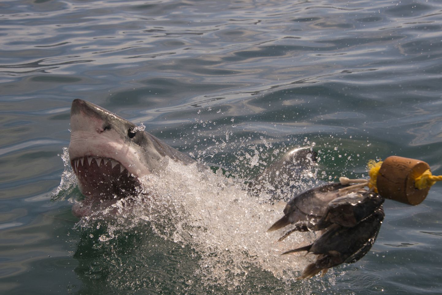 Атака акулы. Снимок иллюстративный.