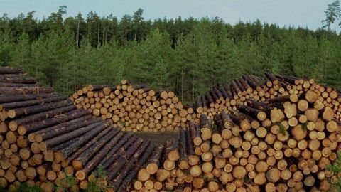 Новый эстонский документальный фильм вызвал панику в лесной промышленности