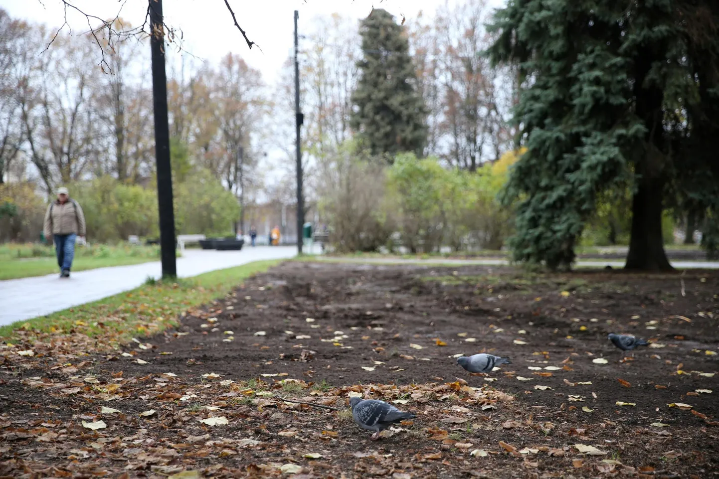Murukamarast puhastatud plats keskpargis ootab reedest seemnekülvi.