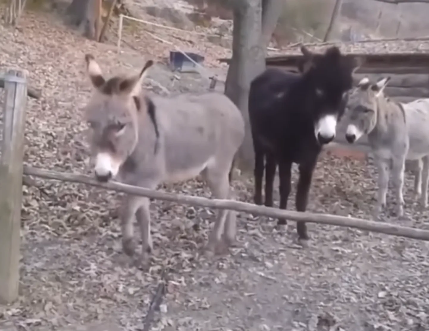 Kaval eesel avaldab inimestele muljet.