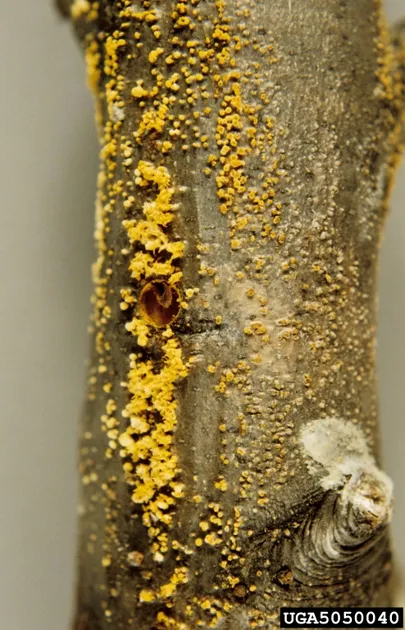 Seen Cryphonectria parasitica&nbsp;viidi Euroopa kastanipuudega Ameerikasse, kus see XIX sajandil korraldas ulatusliku genotsiidi, tappes kohalikud kastanid