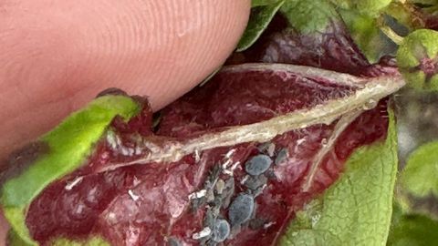 Hirmuäratava lehetäi saab alistada