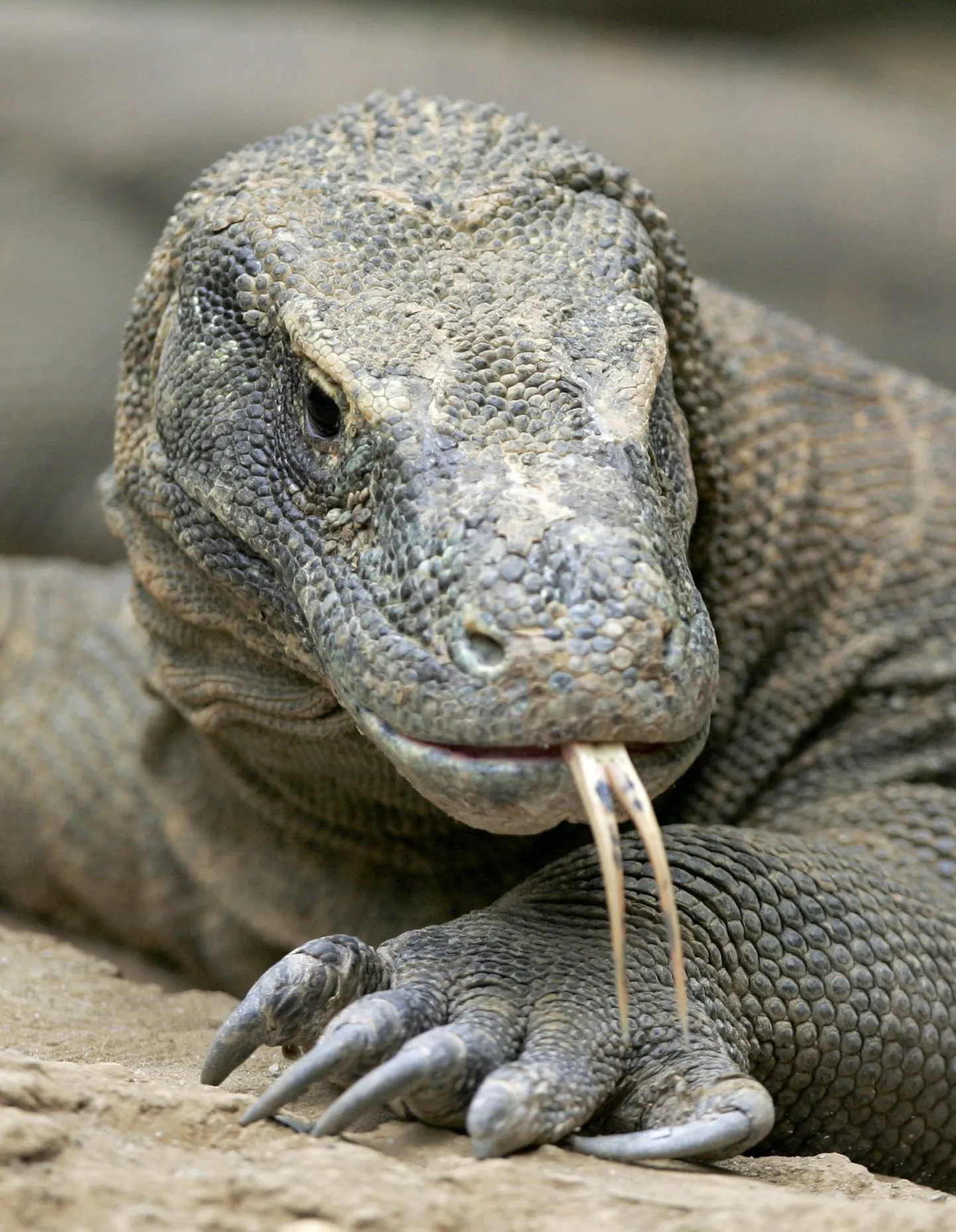 Komodo draakon.