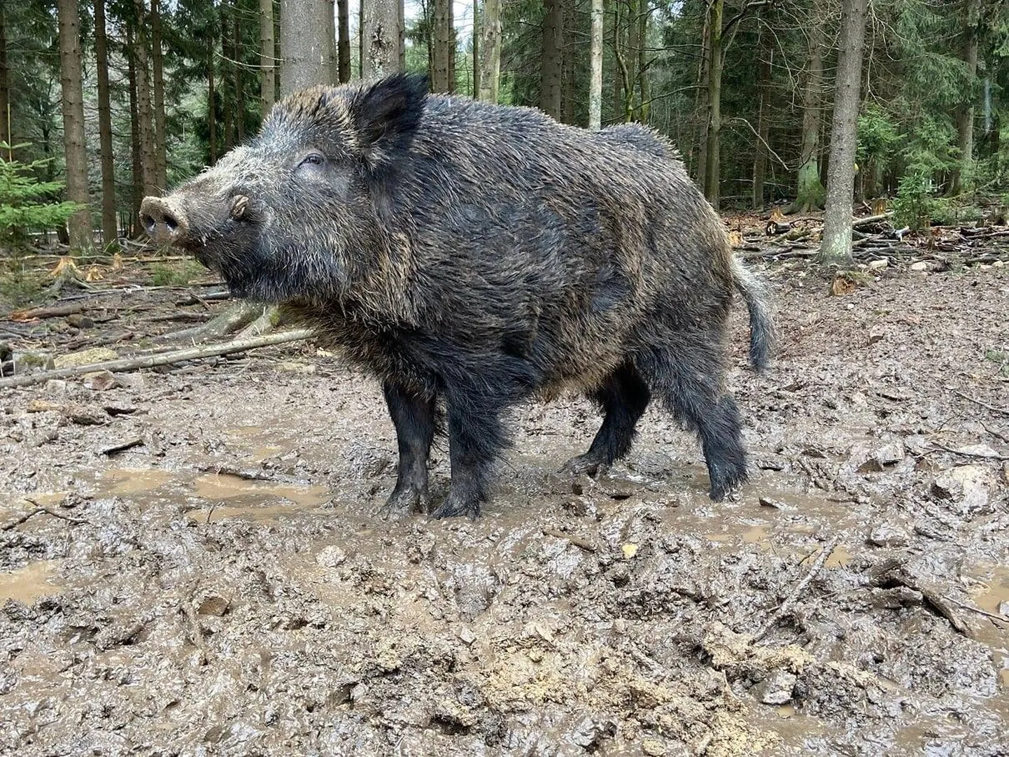 Raksta foto